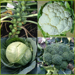 Clubroot Resistant Brassica Collection